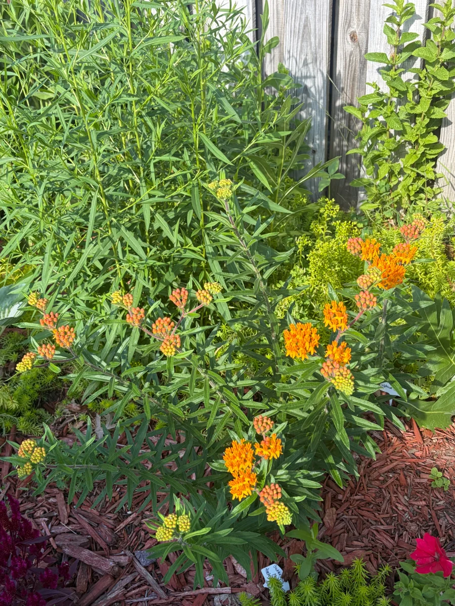 Orange butterfly weed blooming among green foliage in a pollinator-friendly garden