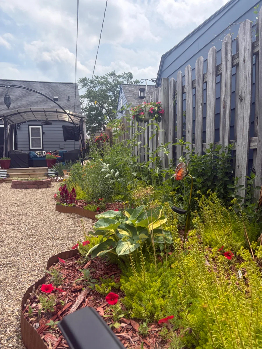 Sunny gravel garden path bordered by flowers, hostas, greenery, and a wooden fence
