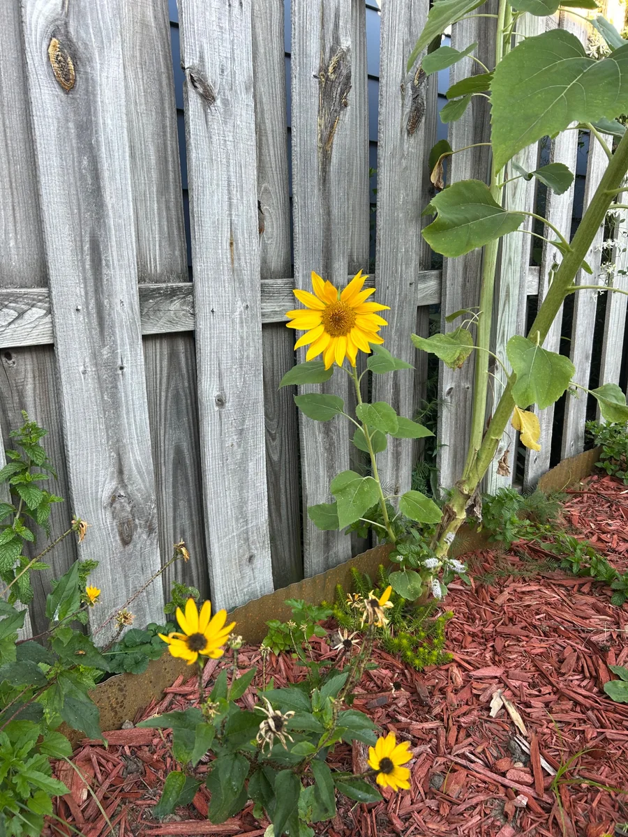 Yellow sunflower blooming beside a weathered wood fence in Airielle’s garden